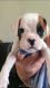 Boxer Puppies for sale in Texas Ave, Houston, TX, USA. price: NA