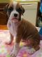 Boxer Puppies for sale in Garden City, ID, USA. price: $500