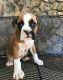Boxer Puppies for sale in Tinley Park, IL, USA. price: NA