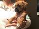 Boxer Puppies for sale in 18640 Dock St, Pittston, PA 18640, USA. price: NA