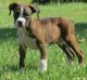 Boxer Puppies for sale in Shawnee, OK, USA. price: NA