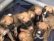Boxer Puppies for sale in Floresville, TX 78114, USA. price: NA