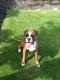 Boxer Puppies for sale in Seattle, WA 98185, USA. price: NA