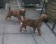 Boxer Puppies for sale in Birmingham, AL 35201, USA. price: NA