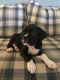 Boxer Puppies for sale in Cincinnati, OH, USA. price: NA