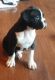 Boxer Puppies for sale in San Diego, CA, USA. price: NA