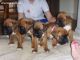 Boxer Puppies for sale in Louisiana St, Houston, TX, USA. price: NA