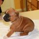 Boxer Puppies for sale in Florence St, Denver, CO, USA. price: NA