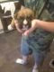 Boxer Puppies for sale in NJ-17, Paramus, NJ 07652, USA. price: NA