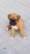 Boxer Puppies for sale in Camden Wyoming Ave, Camden, DE 19934, USA. price: $400