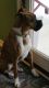 Boxer Puppies for sale in Bucyrus, OH, OH, USA. price: NA