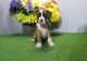 Boxer Puppies for sale in Madison, AL, USA. price: $500