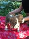 Boxer Puppies for sale in Tazewell, VA, USA. price: $775