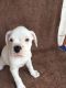 Boxer Puppies for sale in Chicago Heights, IL, USA. price: NA