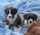 Boxer Puppies for sale in California St, San Francisco, CA, USA. price: NA