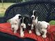 Boxer Puppies for sale in Bellefonte, PA 16823, USA. price: NA