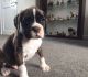 Boxer Puppies for sale in Friedensburg, PA 17933, USA. price: NA