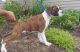 Boxer Puppies for sale in Rowland, PA, USA. price: NA