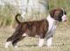 Boxer Puppies for sale in California Rd, Mt Vernon, NY 10552, USA. price: NA