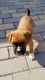 Boxer Puppies for sale in Elizabethtown, PA 17022, USA. price: NA