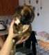 Boxer Puppies for sale in Elizabethtown, PA 17022, USA. price: NA