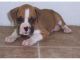 Boxer Puppies for sale in Virginia Beach, VA, USA. price: NA