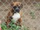 Boxer Puppies for sale in Hocking County, OH, USA. price: NA
