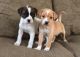 Boxer Puppies for sale in Huntsville, AL, USA. price: NA