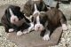 Boxer Puppies for sale in Indianapolis, IN, USA. price: NA