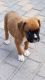 Boxer Puppies for sale in Brownfield, TX 79316, USA. price: NA