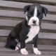 Boxer Puppies for sale in Canton, OH, USA. price: NA