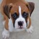 Boxer Puppies for sale in California Rd, Mt Vernon, NY 10552, USA. price: NA