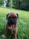 Boxer Puppies for sale in Cleveland, GA 30528, USA. price: NA