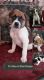 Boxer Puppies for sale in Nixa, MO 65714, USA. price: NA