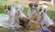 Boxer Puppies for sale in Indianapolis, IN, USA. price: NA