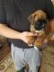 Boxer Puppies for sale in Louisville, KY, USA. price: $500