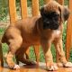 Boxer Puppies for sale in Dover, DE, USA. price: NA