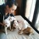 Boxer Puppies for sale in Ohio St, San Diego, CA, USA. price: NA