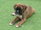 Boxer Puppies for sale in Fernandina Beach, FL 32035, USA. price: NA