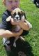 Boxer Puppies for sale in Loogootee, IN 47553, USA. price: NA