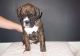 Boxer Puppies for sale in Buffalo, NY 14201, USA. price: NA