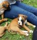 Boxer Puppies for sale in Charleston, SC 29401, USA. price: NA