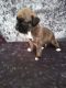 Boxer Puppies for sale in Fort Lauderdale, FL 33313, USA. price: $400