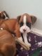 Boxer Puppies for sale in Little River-Academy, TX 76554, USA. price: $400