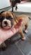 Boxer Puppies for sale in Little River-Academy, TX 76554, USA. price: $400