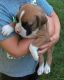 Boxer Puppies for sale in Edison, NJ 08837, USA. price: NA