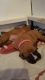 Boxer Puppies for sale in Ponte Vedra Beach, FL 32004, USA. price: $400
