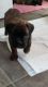 Boxer Puppies for sale in Ponte Vedra Beach, FL 32004, USA. price: $400