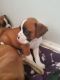 Boxer Puppies for sale in Ponte Vedra Beach, FL 32004, USA. price: NA