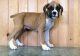 Boxer Puppies for sale in Barrytown, NY 12507, USA. price: NA